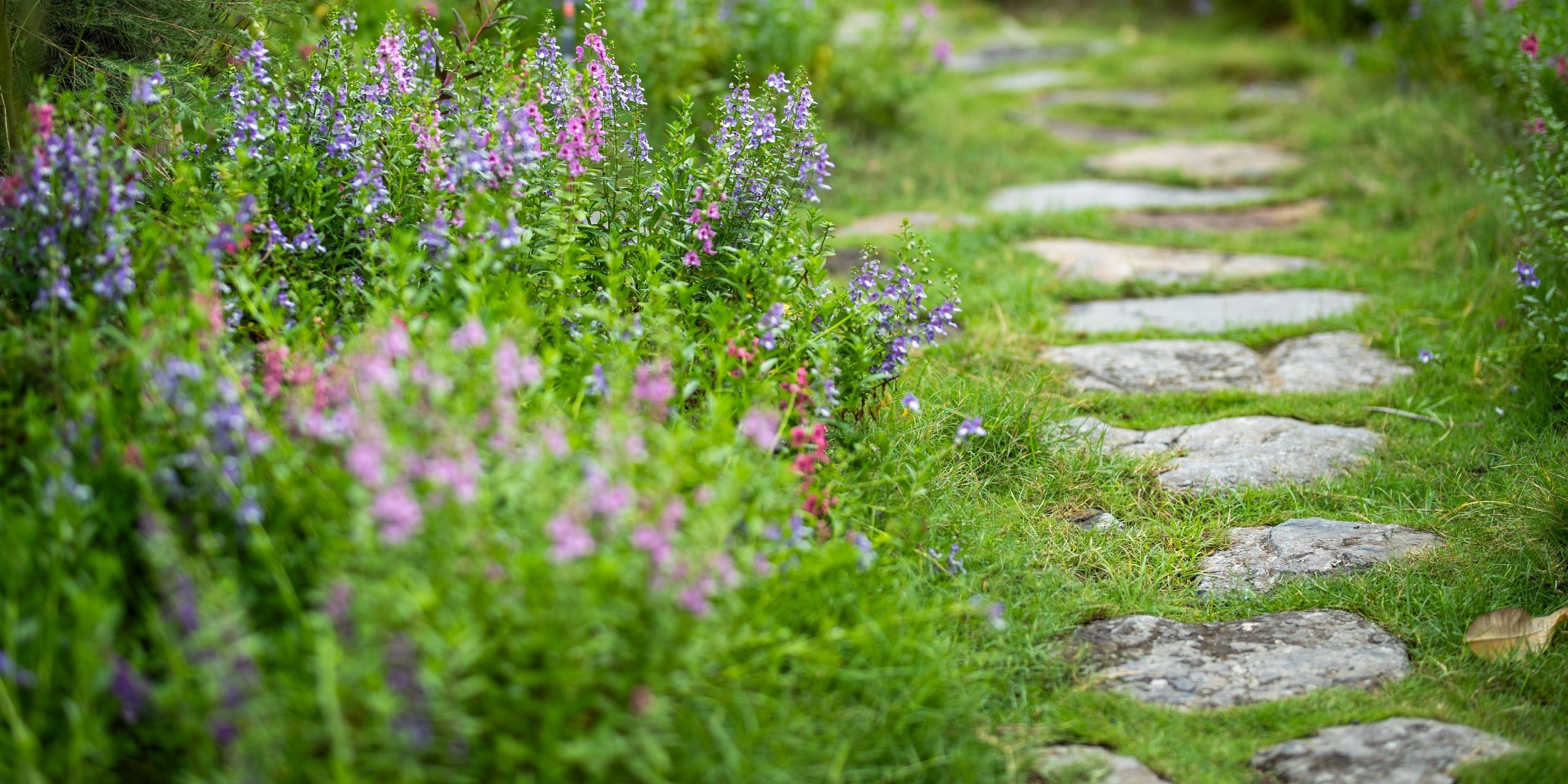 A stone path through planted ground
