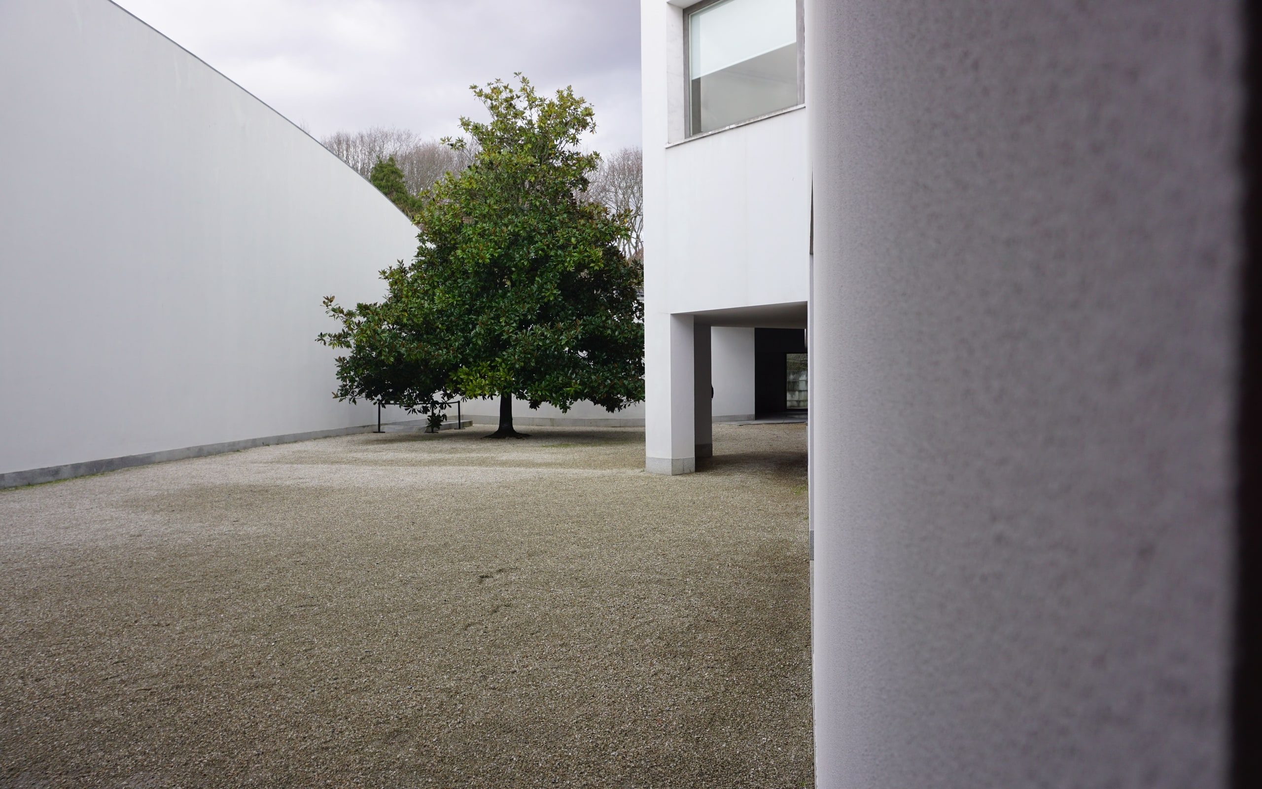 A single tree in a courtyard between modern walls